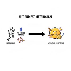 Hormone adrenaline giúp đốt mỡ hiệu quả khi kết hợp bánh ăn kiêng