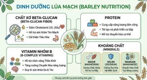 Giá trị dinh dưỡng của lúa mạch với chất xơ, protein và vitamin