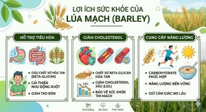 Lợi ích sức khỏe của lúa mạch đối với tiêu hóa và tim mạch