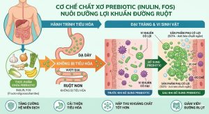 Prebiotic là chất xơ giúp nuôi dưỡng lợi khuẩn đường ruột
