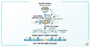 cơ chế tiêu hóa chậm giúp muesli tạo cảm giác no lâu